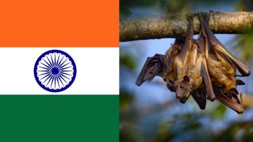 tiada ubat, tiada vaksin: virus nipah kembali mengganas di india!