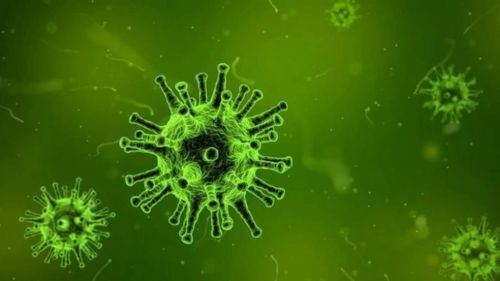 tiada ubat, tiada vaksin: virus nipah kembali mengganas di india!