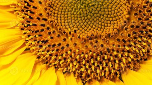 di sebalik simetri bunga matahari: tanda kebesaran allah